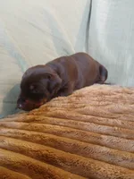 Reserved Female1, a female Doberman Pinscher for sale in Ontario, OH – 2 of 10