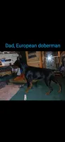 AKC red ♥️ male , a male Doberman Pinscher for sale in Mansfield, OH – 10 of 10