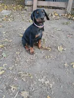 Purple , a female Doberman Pinscher for sale in Mansfield, OH – 7 of 10