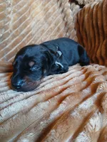 Dash, a male Doberman Pinscher for sale in Ontario, OH – 4 of 4