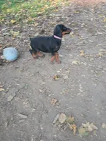 Purple , a female Doberman Pinscher for sale in Mansfield, OH – 5 of 10