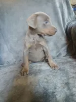 Etsy, a female Doberman Pinscher for sale in Ontario, OH – 2 of 8