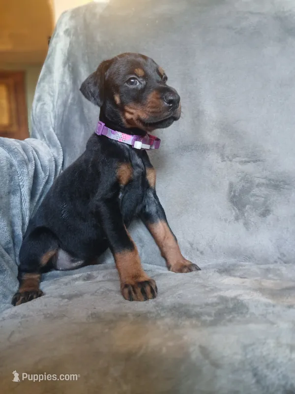 Baby Bi – Doberman Pinscher puppy for sale in Ontario, OH