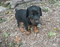 ⚡️AKC BLK&RUST MALE, a male Doberman Pinscher for sale in Mansfield, OH – 7 of 7