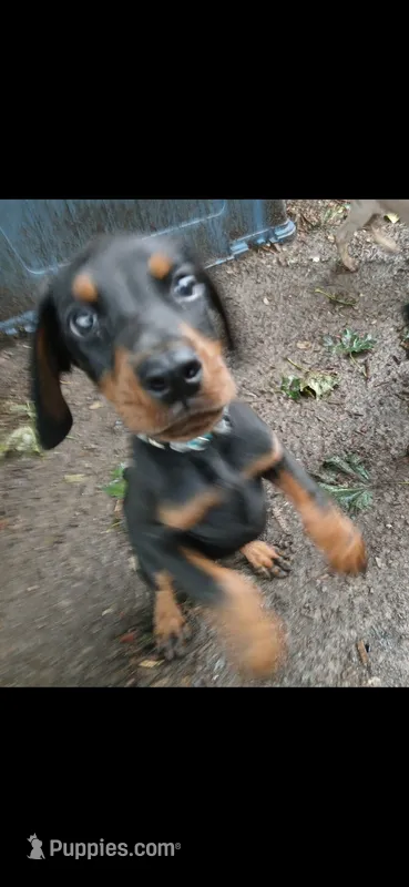 Full Euro pup RTG "Amazon" – Doberman Pinscher puppy for sale in Mansfield, OH
