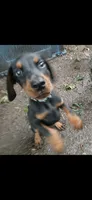 Full Euro pup "Amazon", a male Doberman Pinscher for sale in Mansfield, OH – 3 of 10