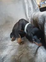Amazon , a male Doberman Pinscher for sale in Ontario, OH – 6 of 7