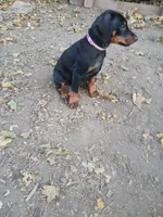 Purple , a female Doberman Pinscher for sale in Mansfield, OH – 3 of 10