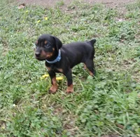 AVAILABLE-blk&rst- BOY, a male Doberman Pinscher for sale in Ontario, OH – Photo 2 of 10