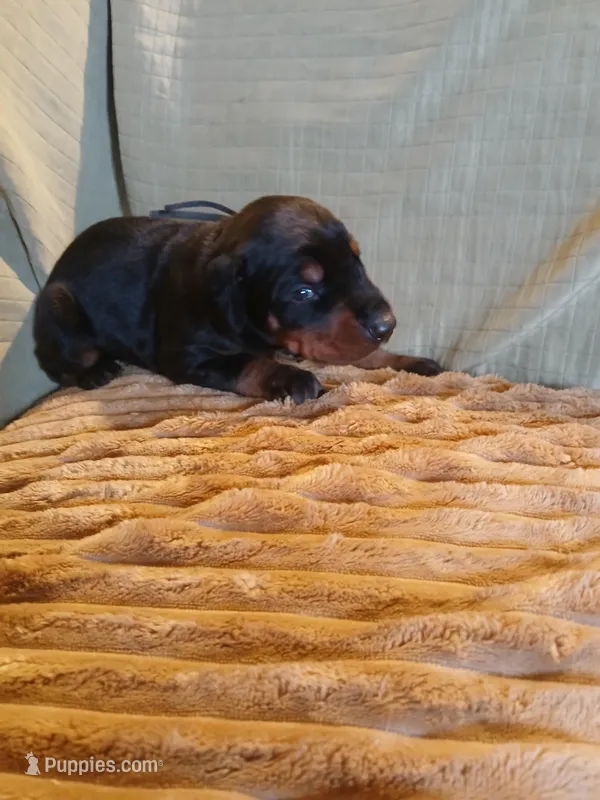 1 black and rust male  – Doberman Pinscher puppy for sale in Ontario, OH