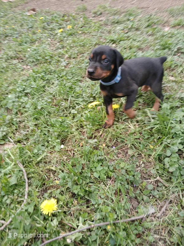 1 black and rust male  – Doberman Pinscher puppy for sale in Ontario, OH