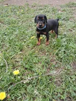 AVAILABLE-blk&rst- BOY, a male Doberman Pinscher for sale in Ontario, OH – Photo 3 of 10