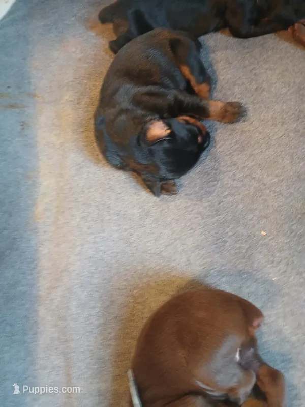 1 black and rust male  – Doberman Pinscher puppy for sale in Ontario, OH