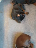 1 black and rust male , a male Doberman Pinscher for sale in Ontario, OH – Photo 1 of 9