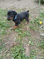 AVAILABLE-blk&rst- BOY, a male Doberman Pinscher for sale in Ontario, OH – Photo 4 of 10