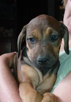 💝Contessa🥰, a female Doberman Pinscher and Cane Corso for sale in Ontario, OH – Photo 1 of 10