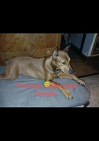 💝Contessa🥰, a female Doberman Pinscher and Cane Corso for sale in Ontario, OH – Photo 10 of 10