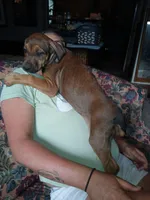 💝Contessa🥰, a female Doberman Pinscher and Cane Corso for sale in Ontario, OH – Photo 4 of 10