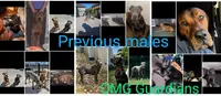 💝Contessa🥰, a female Doberman Pinscher and Cane Corso for sale in Ontario, OH – Photo 9 of 10