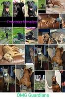 💝Contessa🥰, a female Doberman Pinscher and Cane Corso for sale in Ontario, OH – Photo 7 of 10