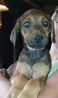 💝Contessa🥰, a female Doberman Pinscher and Cane Corso for sale in Ontario, OH – Photo 2 of 10