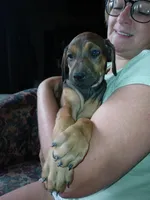 💝Contessa🥰, a female Doberman Pinscher and Cane Corso for sale in Ontario, OH – Photo 5 of 10