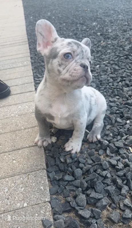 Jane – French Bulldog puppy for sale in Kansas City, MO