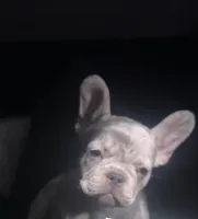 Jane, a female French Bulldog for sale in Kansas City, MO – Photo 2 of 3