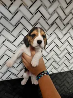 Beagle 1, a male Beagle for sale in Hemet, CA – Photo 1 of 2