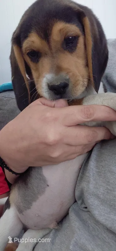 Royal – Beagle puppy for sale in Hemet, CA