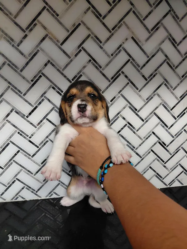 Royal, a male Beagle for sale in Hemet, CA – Photo 1 of 2