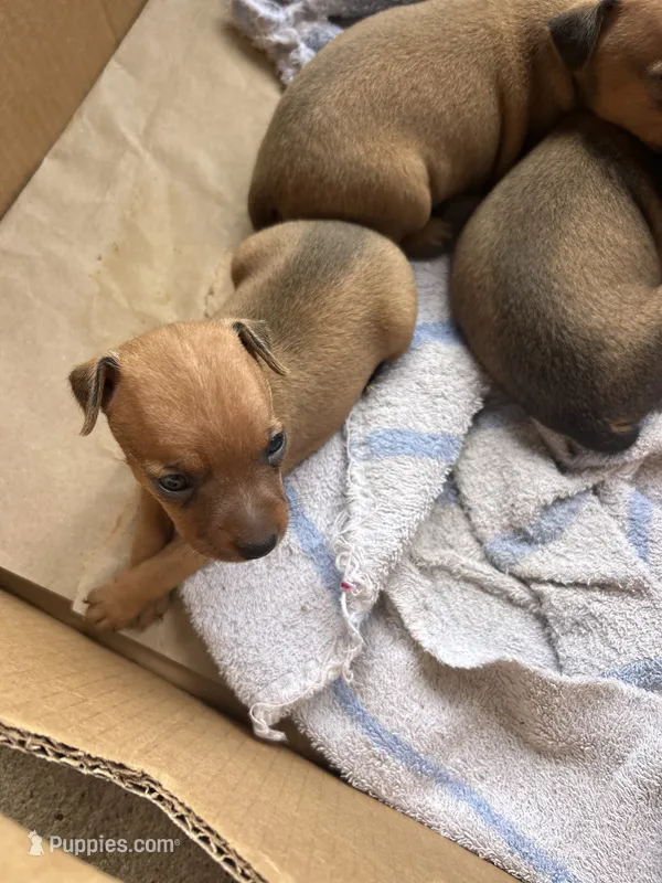 Ruby – Miniature Pinscher puppy for sale in Fairbank, IA