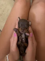 taquito, a male Chihuahua and Miniature Pinscher for sale in Fairbank, IA – 2 of 2