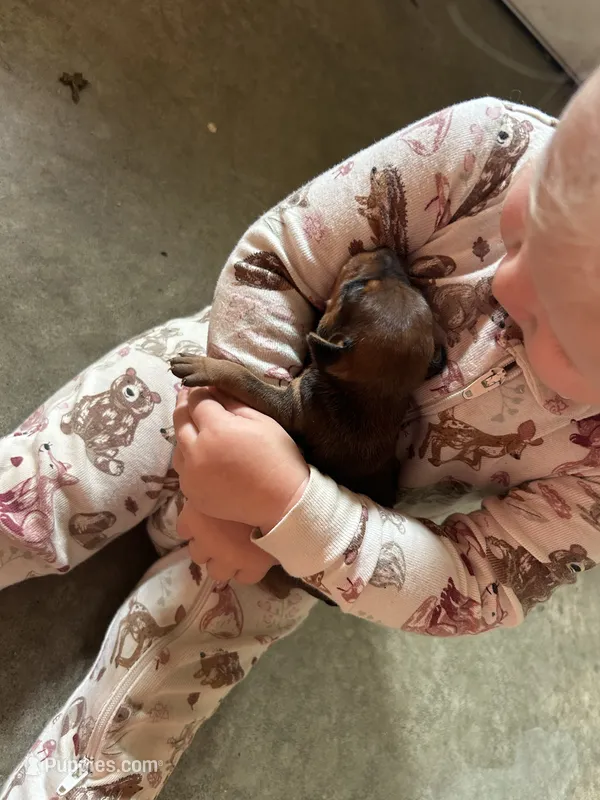 Hazel – Miniature Pinscher puppy for sale in Fairbank, IA