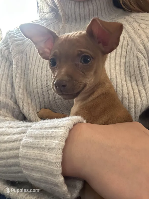 Dixie – Chihuahua, Miniature Pinscher puppy for sale in Fairbank, IA