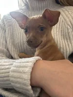 Dixie, a male Chihuahua and Miniature Pinscher for sale in Fairbank, IA – Photo 1 of 5