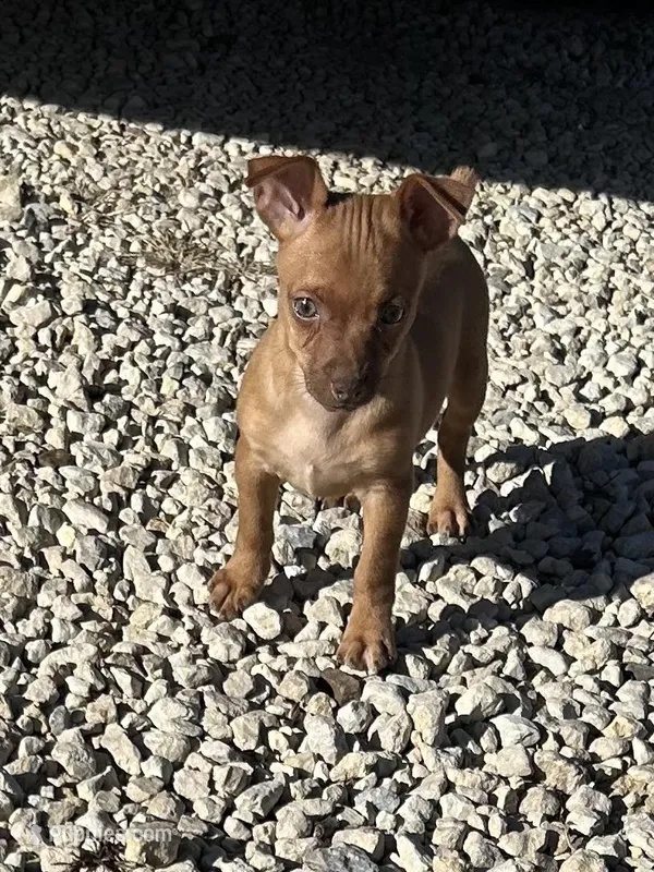 Dixie – Chihuahua, Miniature Pinscher puppy for sale in Fairbank, IA