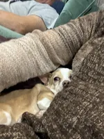 Dixie, a male Chihuahua and Miniature Pinscher for sale in Fairbank, IA – Photo 4 of 5