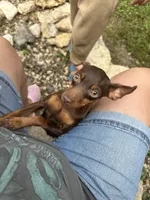 Dixie, a male Chihuahua and Miniature Pinscher for sale in Fairbank, IA – Photo 5 of 5