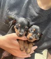 Broccoli(sold) , a male Miniature Pinscher for sale in Fairbank, IA – 2 of 9