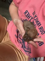 Ruby, a female Miniature Pinscher for sale in Fairbank, IA – 2 of 5