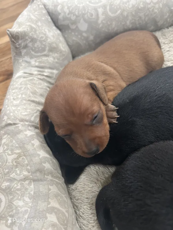 Pepper – Miniature Pinscher puppy for sale in Fairbank, IA