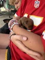 Pepper, a female Miniature Pinscher for sale in Fairbank, IA – 3 of 4