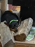 Smoky, a male Miniature Pinscher for sale in Fairbank, IA – 5 of 5