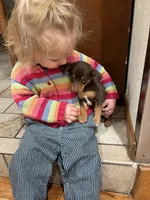 Squash , a male Chihuahua and Miniature Pinscher for sale in Fairbank, IA – 4 of 4