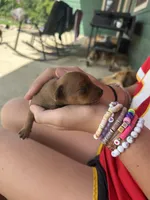 Pepper, a female Miniature Pinscher for sale in Fairbank, IA – 4 of 4