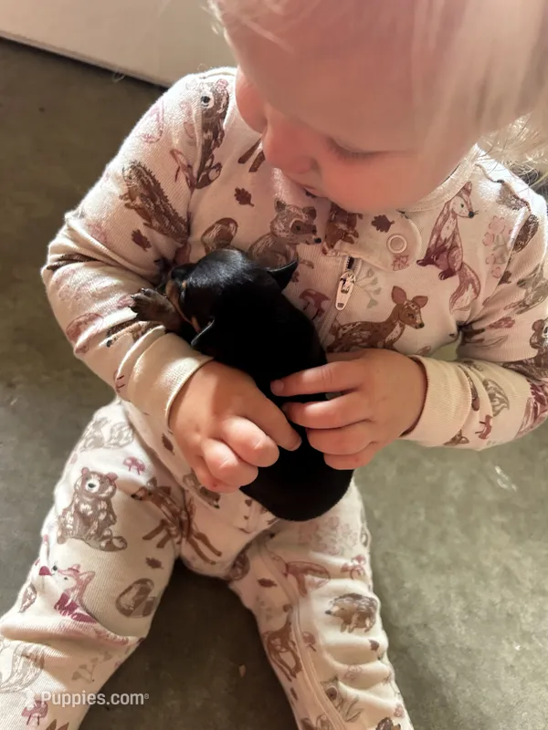 Sterling  – Miniature Pinscher puppy for sale in Fairbank, IA