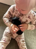 Sterling , a male Miniature Pinscher for sale in Fairbank, IA – 1 of 5