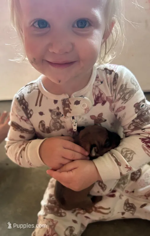 Smoky – Miniature Pinscher puppy for sale in Fairbank, IA