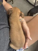 Ivory, a female Miniature Pinscher for sale in Fairbank, IA – 2 of 7